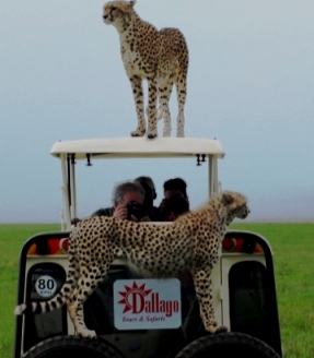 Kenya Camping and Kenya Lodge Safaris