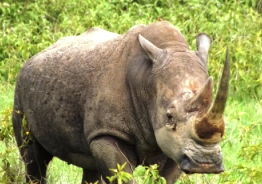 Tanzania Safaris, kenya beach safaris, kenya rock safaris, tours safaris, kenya tours, safaris travel, kenya travel Tanzania Safaris, kenya beach safaris, kenya rock safaris, tours safaris, kenya tours, safaris travel, kenya travel