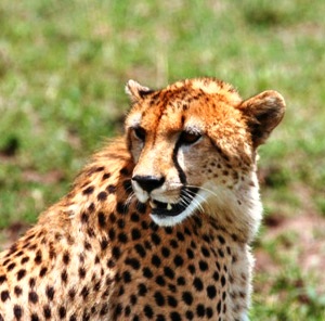 Kenya Wildlife Parks and Games reserves - lions, Elephants, Giraffes, the big five Kenya Wildlife Parks and Games reserves - lions, Elephants, Giraffes, the big five
